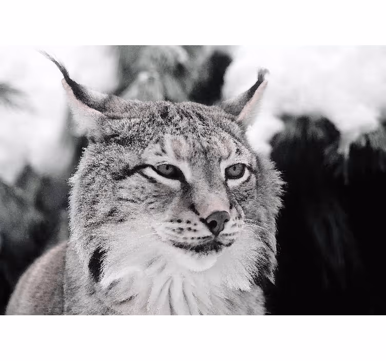 Tapisserie animaux lynx au regard perçant - TenStickers