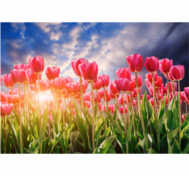 Tapisserie fleur champ de tulipes radieuses - TenStickers