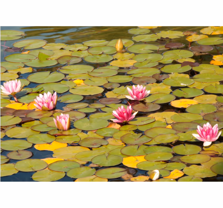 Tapisserie fleur nénuphars en fleurs - TenStickers