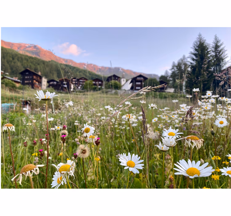 Tapisserie fleur vue de prairie en fleurs - TenStickers