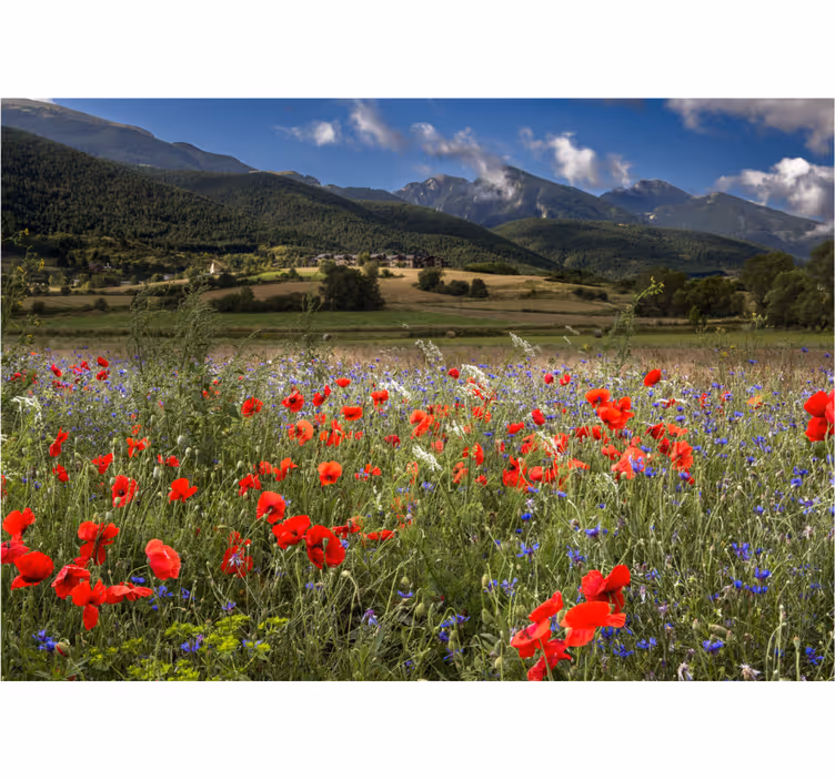 Tapisserie fleur vue sur le champ de coquelicots - TenStickers