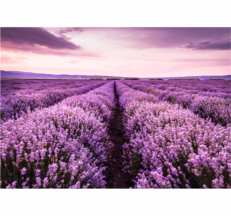 Tapisserie fleur prairie de lavande tranquille - TenStickers