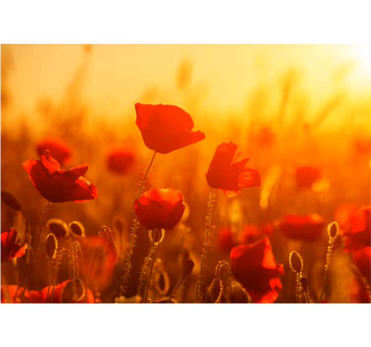 Tapisserie coquelicots lever de soleil sur champ - TenStickers