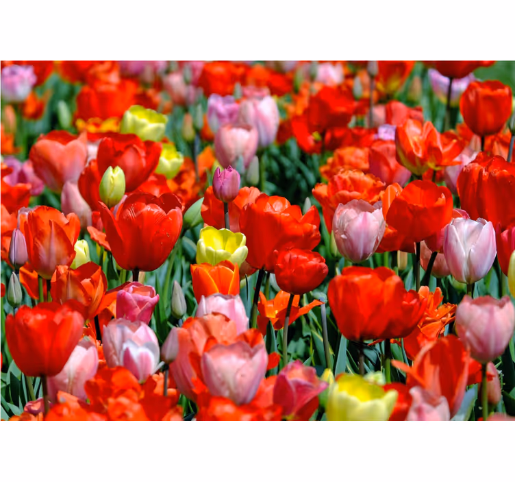 Tapisserie fleur champ de tulipes colorées - TenStickers