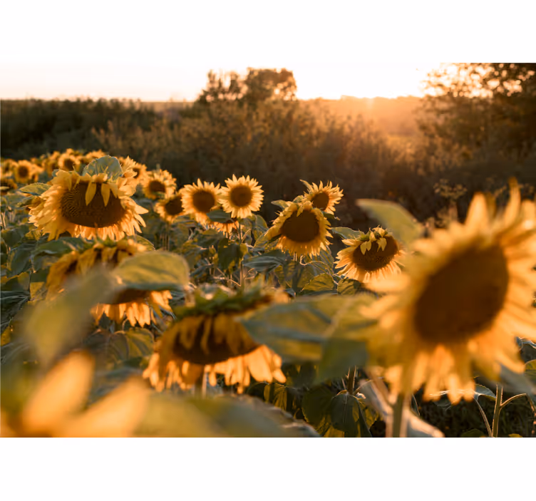 Tapisserie fleur champ de tournesols sérénité - TenStickers