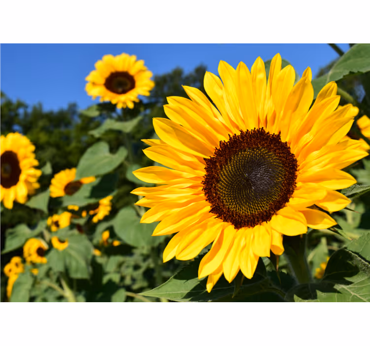 Tapisserie fleur beauté de tournesol - TenStickers