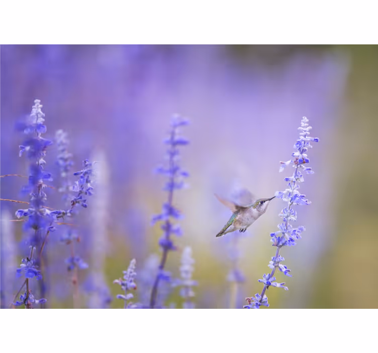 Tapisserie fleur colibri et fleurs - TenStickers