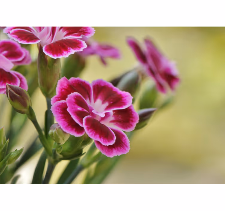 Tapisserie coquelicots Éclat floral - TenStickers
