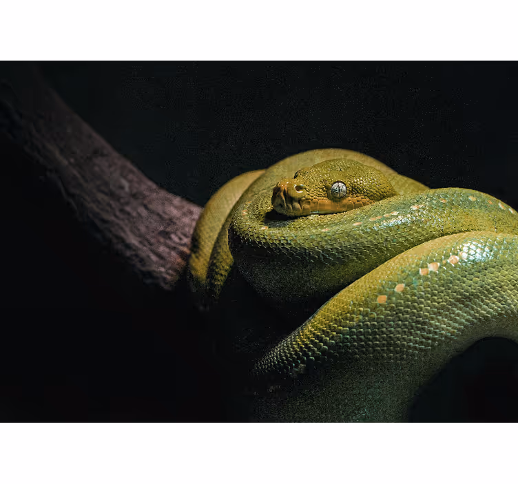 Tapisserie animaux python vert émeraude - TenStickers