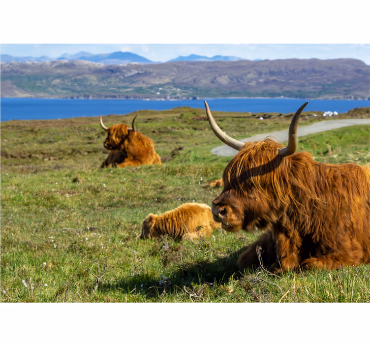 Papier peint nature vaches des highlands paissant - TenStickers