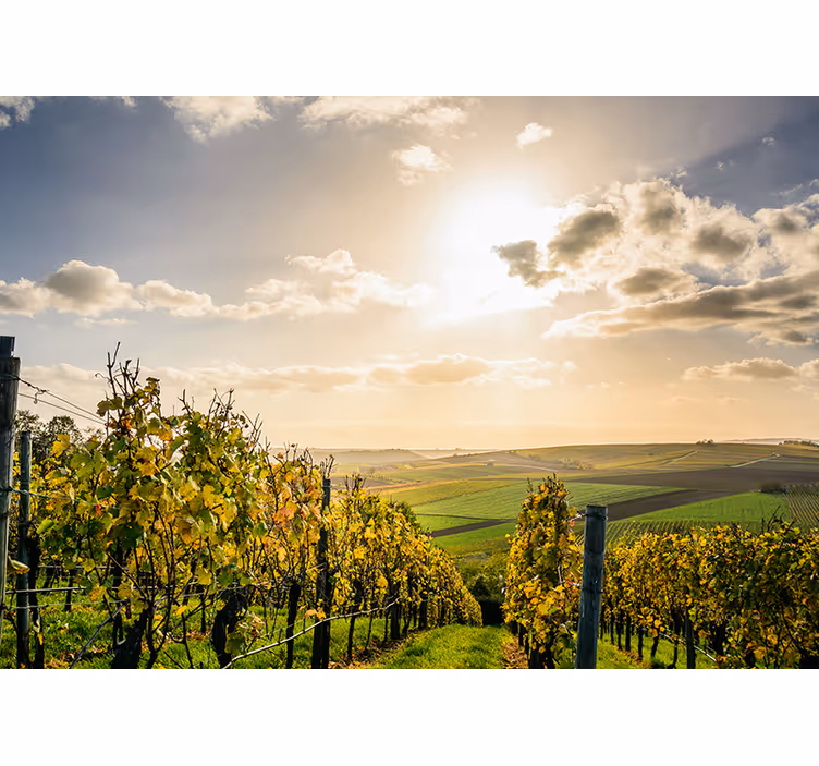 Tapisserie paysage vue sur le coucher de soleil des vignes - TenStickers