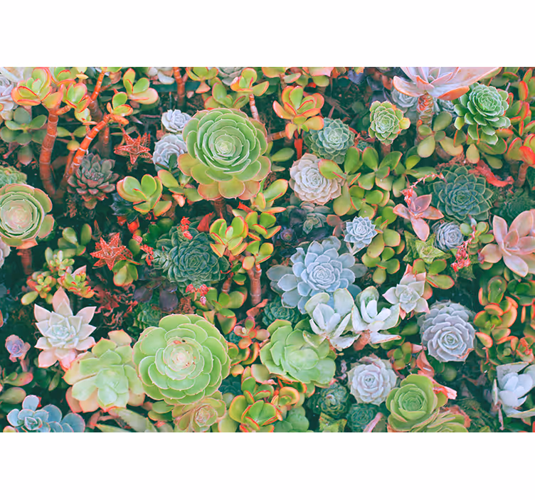 Tapisserie fleur jardin de succulentes - TenStickers