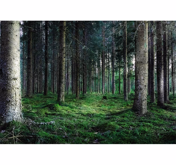 Tapisserie nature chemin luxuriant en forêt - TenStickers