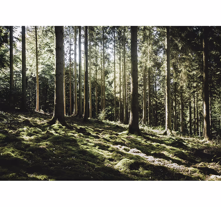 Tapisserie forêt scène de forêt paisible - TenStickers
