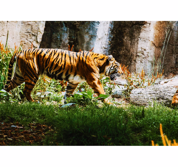 Tapisserie animaux tigre majestueux en marche - TenStickers