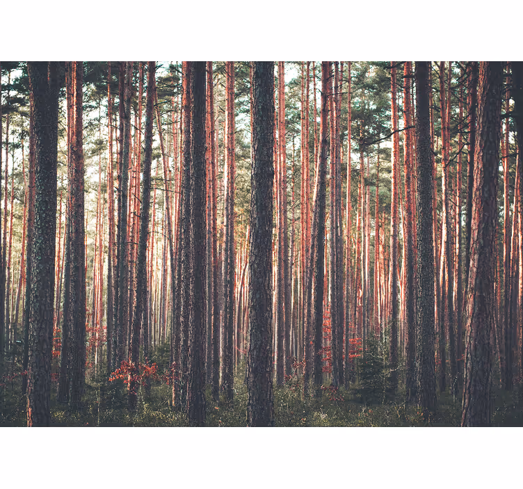 Tapisserie forêt bois de pin tranquille - TenStickers