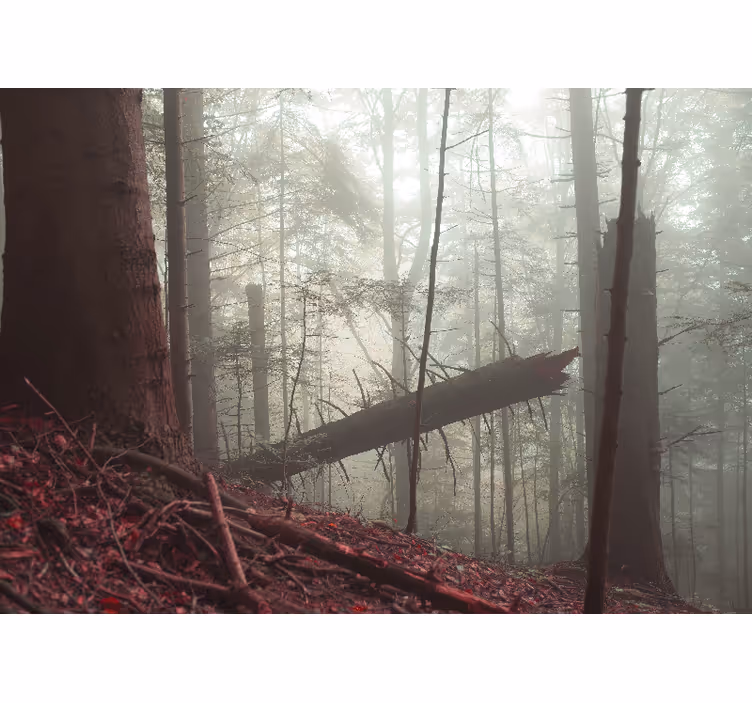 Tapisserie forêt vue brumeuse en bois - TenStickers
