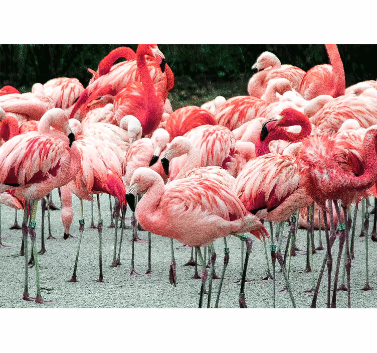 Tapisserie animaux flock de flamants roses - TenStickers