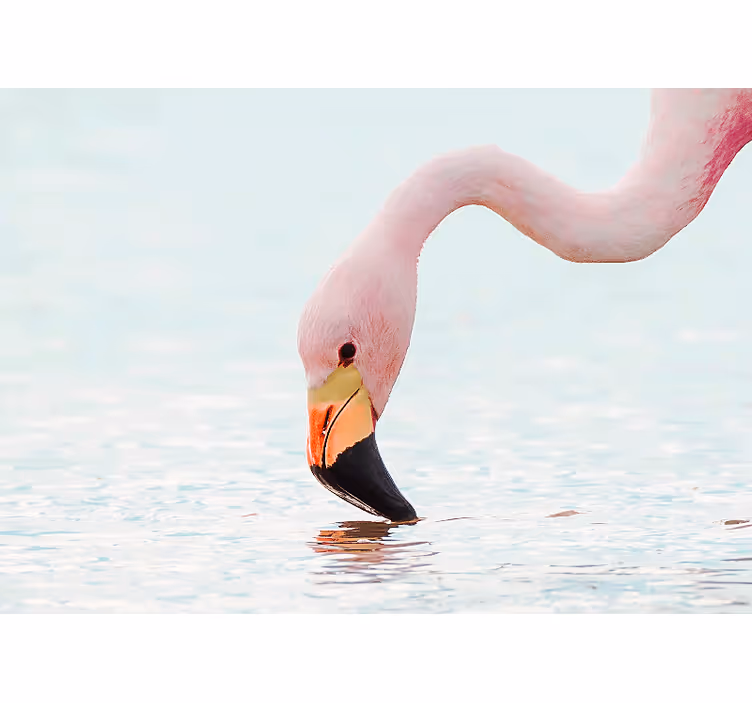 Tapisserie autres animaux flamant rose reflet eau - TenStickers