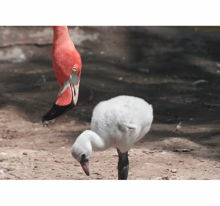 Tapisserie animaux poussin flamant rose - TenStickers