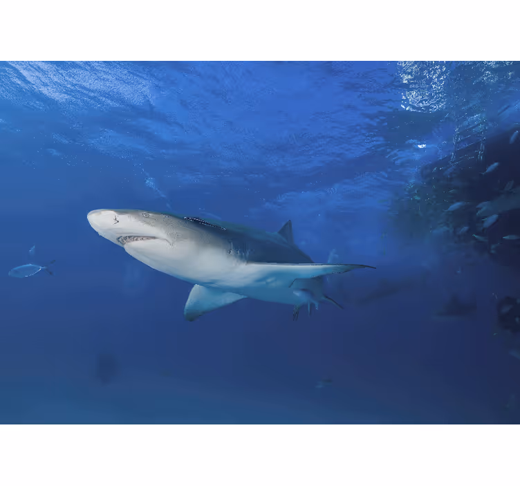 Tapisserie animaux exploration du requin majestueux - TenStickers