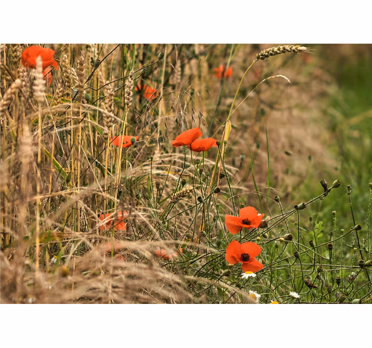 Tapisserie coquelicots sérénité des prairies - TenStickers