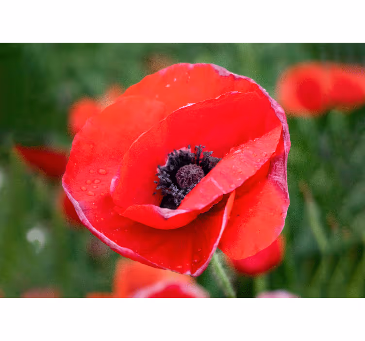 Tapisserie coquelicots fleur de coquelicot rouge - TenStickers