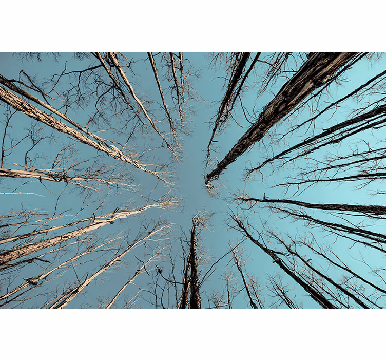 Tapisserie arbre atteignant le ciel - TenStickers