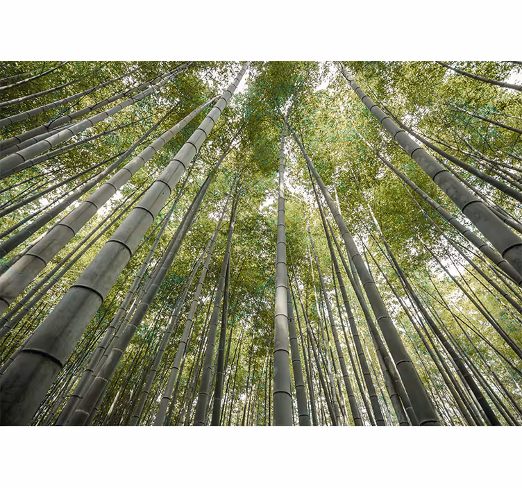 Tapisserie bambou forêt de bambous haute - TenStickers