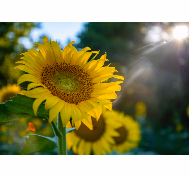 Tapisserie fleur tournesol Éclatant - TenStickers
