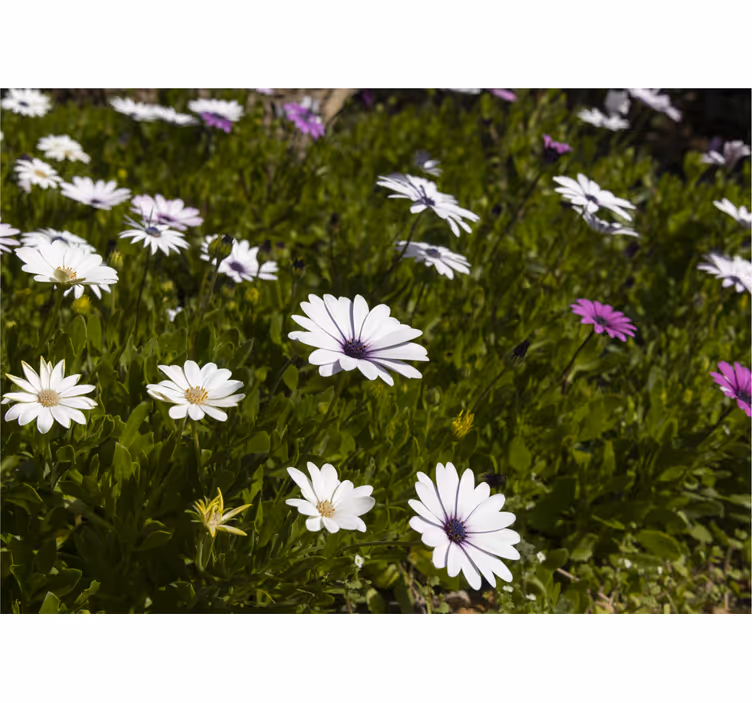 Tapisserie fleur marguerites et verts - TenStickers
