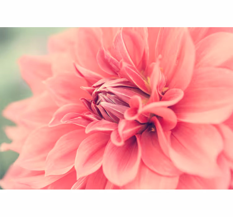 Tapisserie fleur pétales roses vibrants - TenStickers