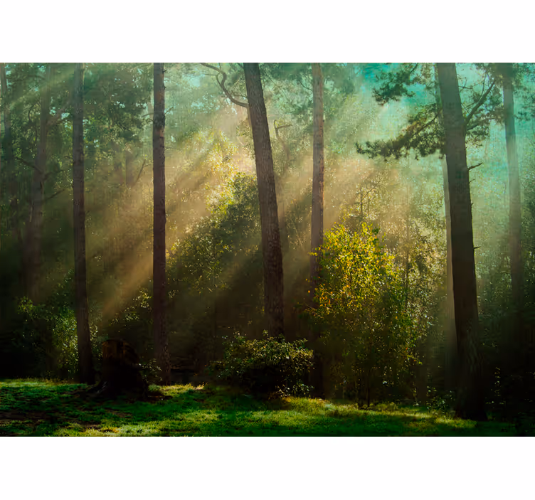 Tapisserie forêt scène de forêt enchanteresse - TenStickers