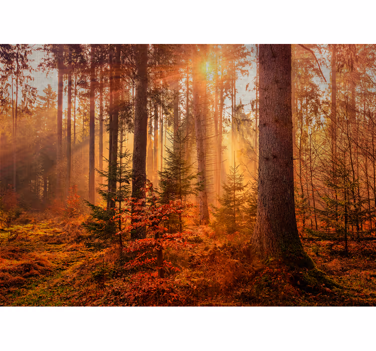 Tapisserie forêt illumination radiante - TenStickers