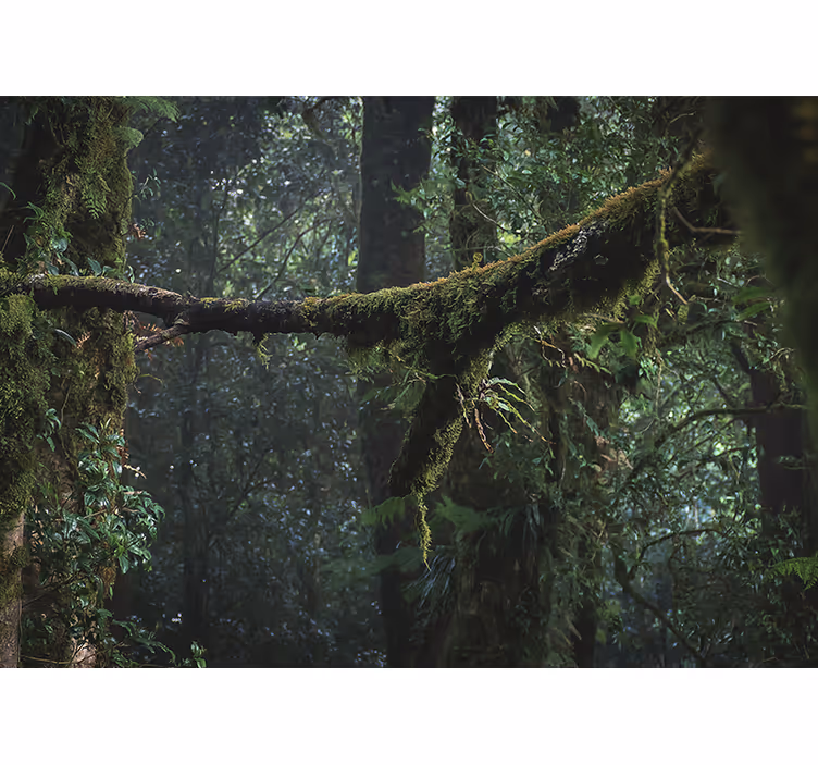 Tapisserie forêt feuillages luxuriants - TenStickers