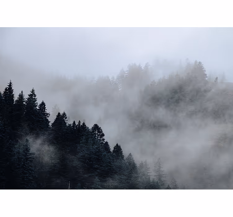 Tapisserie forêt paysage brumeux et humide - TenStickers