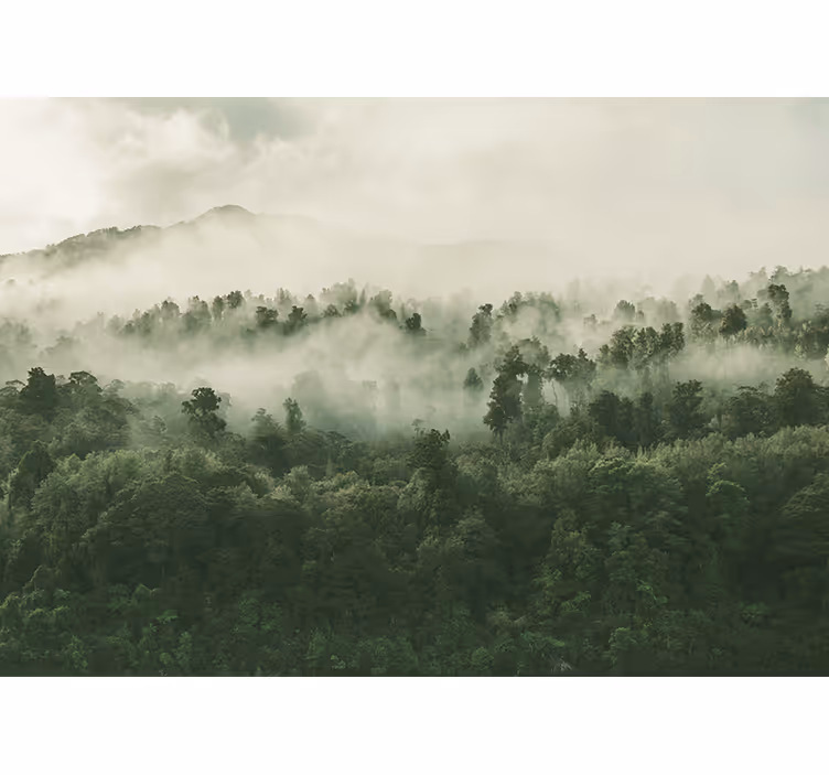 Papier peint nature paysage forestier brumeux - TenStickers
