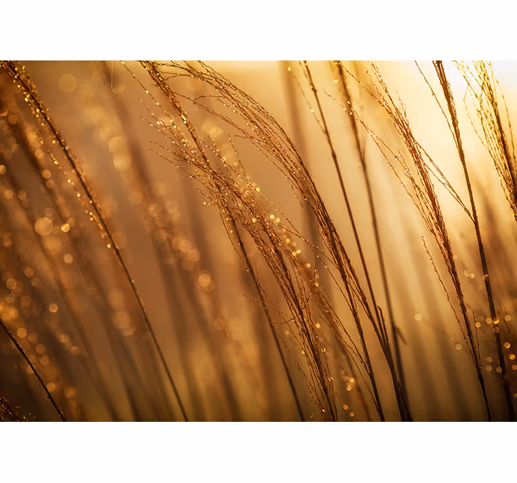 Tapisserie nature herbe dorée douce - TenStickers