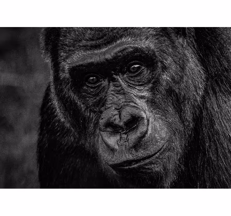 Tapisserie animaux gorille en gros plan - TenStickers
