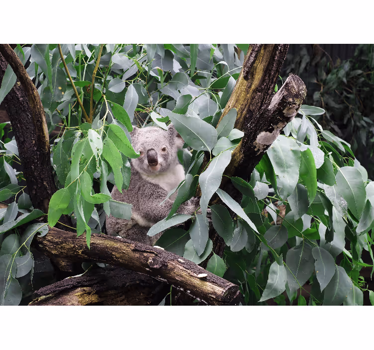 Tapisserie animaux koala dans les feuilles - TenStickers