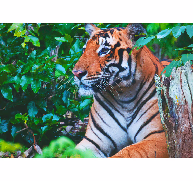 Tapisserie jungle tigre majestueux fixant - TenStickers