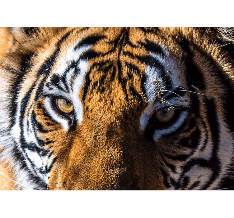 Tapisserie animaux tigre magnifique en gros plan - TenStickers
