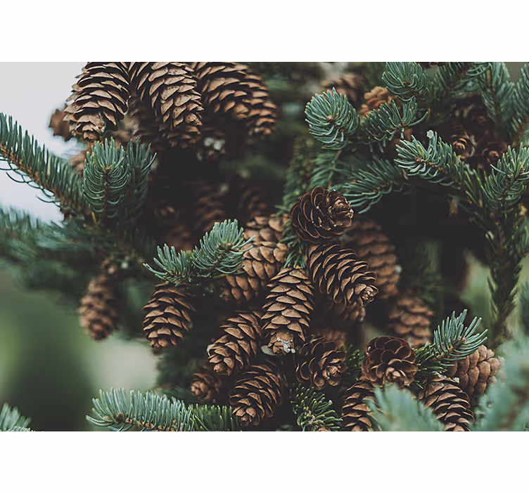 Tapisserie arbre grappe de pommes de pin - TenStickers