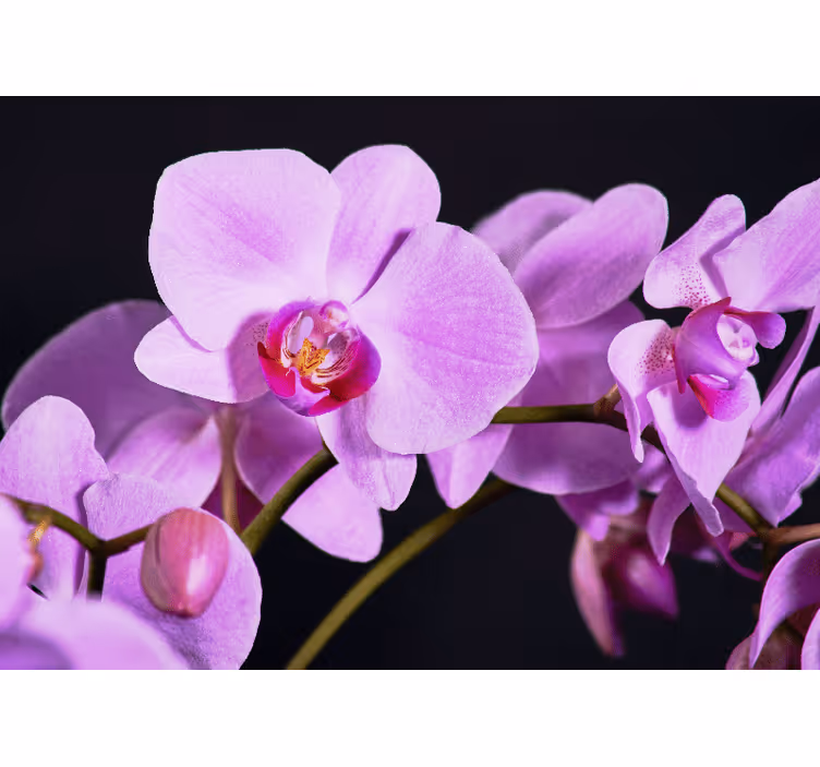 Tapisserie orchidée fleurs d'orchidées gracieuses - TenStickers