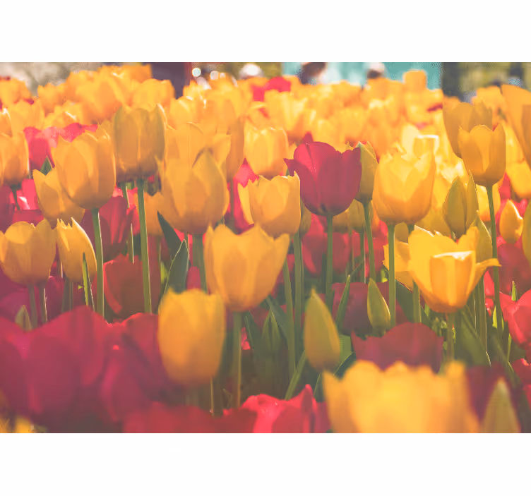 Tapisserie fleur champs de fleurs de tulipes - TenStickers