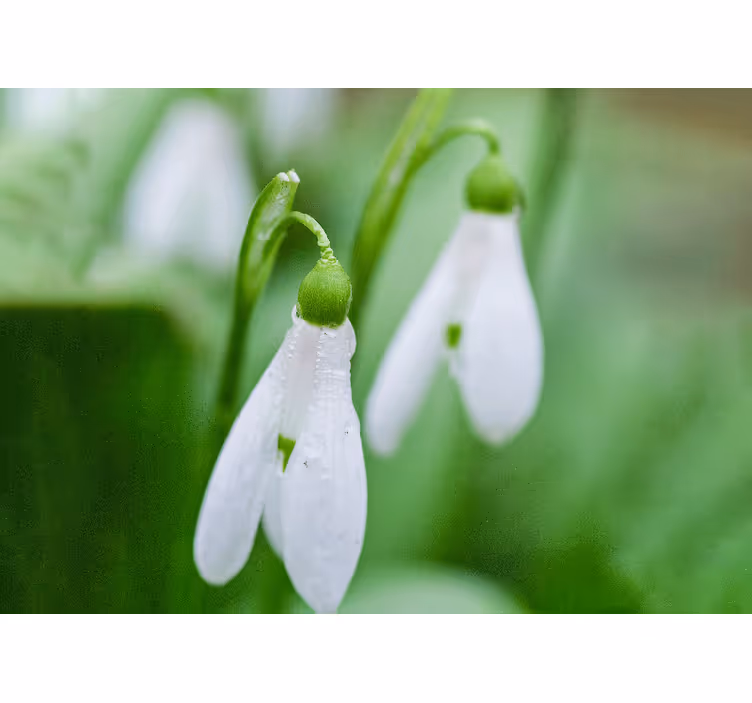 Tapisserie fleur Élégance florale de perce-neige - TenStickers