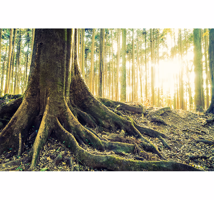 Tapisserie forêt racines d'arbres ensoleillées - TenStickers