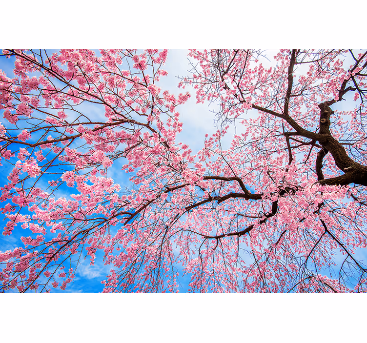 Tapisserie fleur fleurs de cerisier en fleurs - TenStickers
