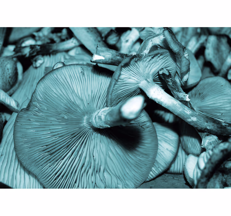 Tapisserie nature champignons en bouquet - TenStickers
