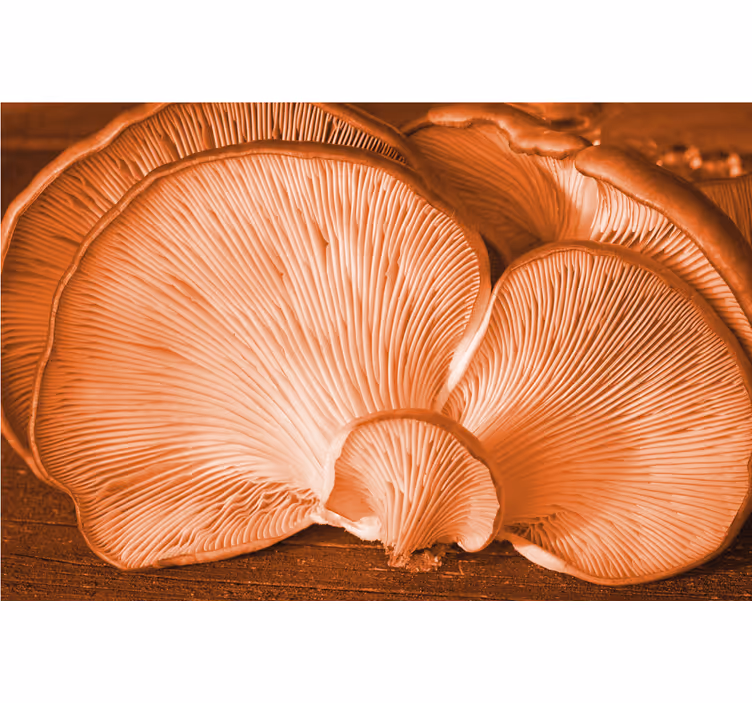Tapisserie fleur affichage texture champignon - TenStickers